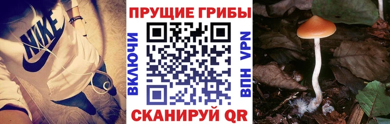 Купить закладки  Видное  Галлюциногенные грибы Psilocybe 